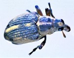 Closeup of Weevil